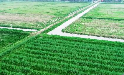 湖南株洲市公布了2021年拟高标准农田建设项目