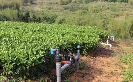 茶园水肥一体化技术，实现茶园绿色可持续发展