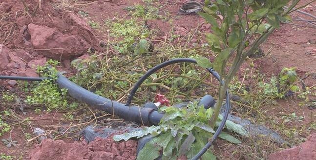 集雨水窖+水肥一体化灌溉技术推动现代农业高效发展